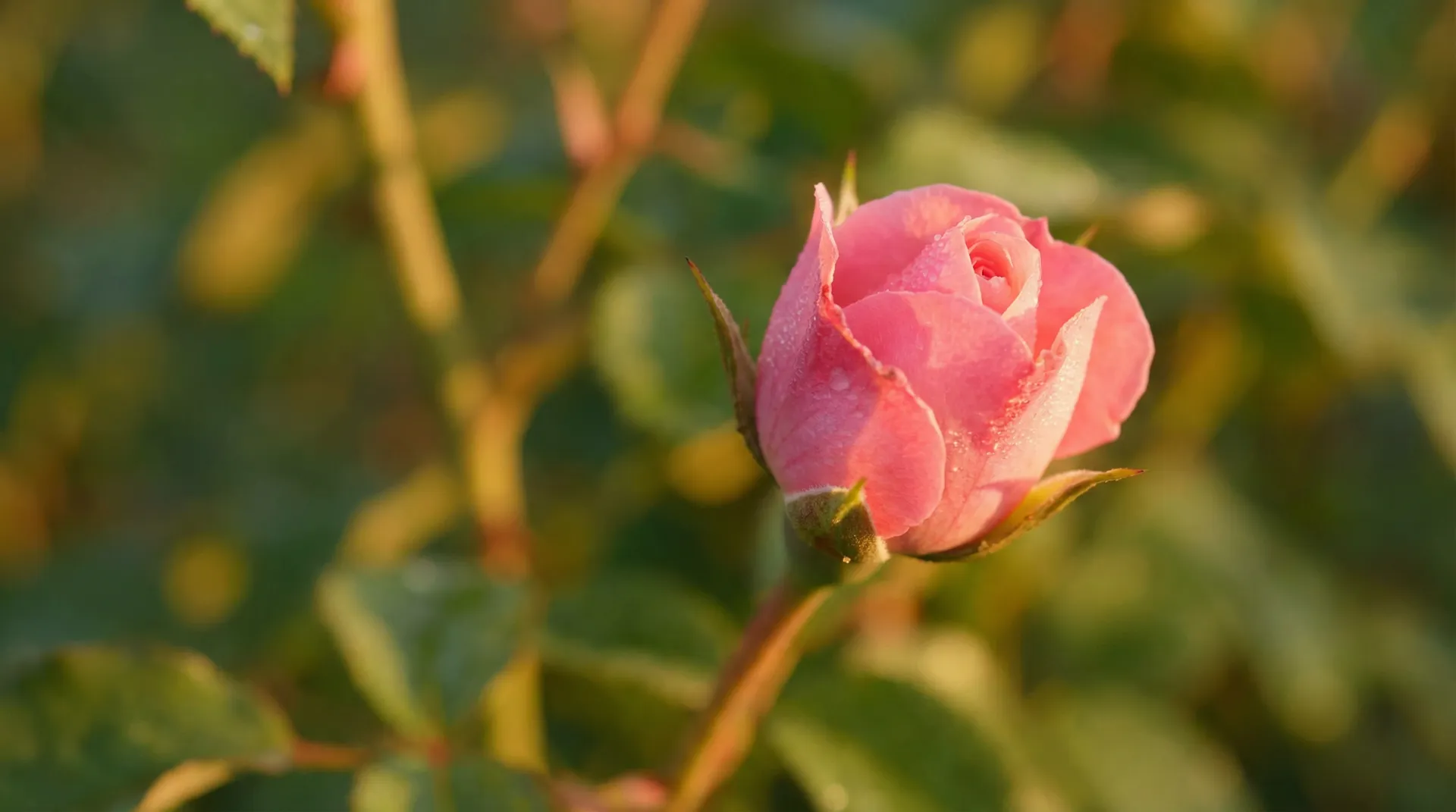 玫瑰花苞绽放延时摄影 - 探花